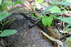 Agkistrodon russeolus