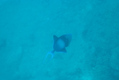 Odonus niger