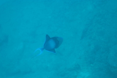 Odonus niger
