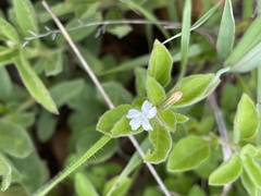 Dyschoriste setigera