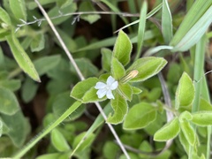 Dyschoriste setigera