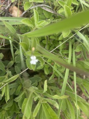 Dyschoriste setigera