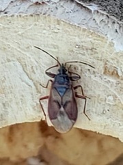 Gastrodes abietum