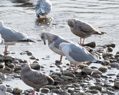 Larus glaucescens