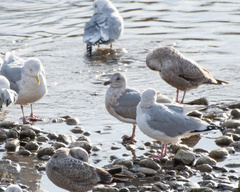 Larus glaucescens