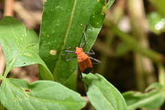 Leptocoris augur