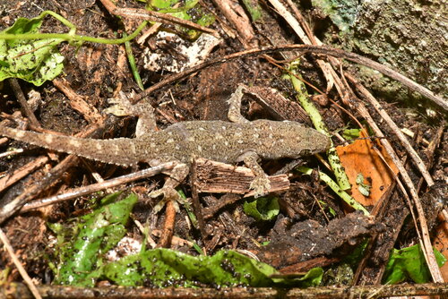 Stejneger's Leaftoed Gecko, Hemidactylus stejnegeri