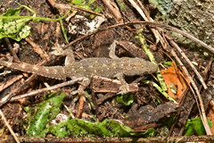Hemidactylus stejnegeri