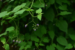Solanum lyratum