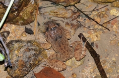 Limnonectes fujianensis