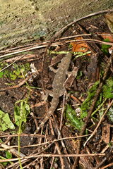 Hemidactylus stejnegeri