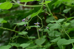 Solanum lyratum