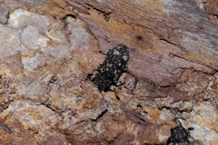 Eucorynus crassicornis