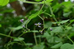 Solanum lyratum