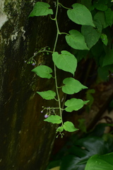 Solanum lyratum