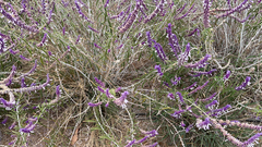 Salvia leucantha