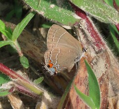 Satyrium favonius