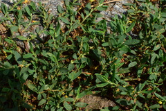 Polygonum aviculare