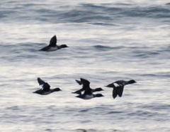 Bucephala clangula clangula