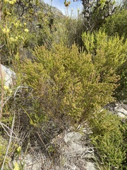 Erica axillaris