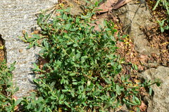 Polygonum aviculare
