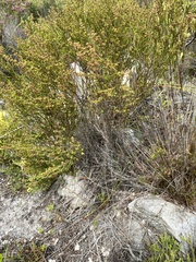Erica axillaris
