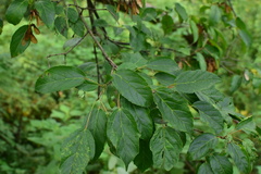 Acer tataricum