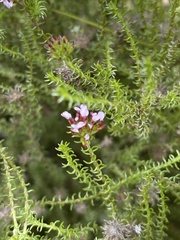 Disparago ericoides