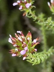 Disparago ericoides