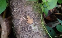 Pseudophilautus wynaadensis