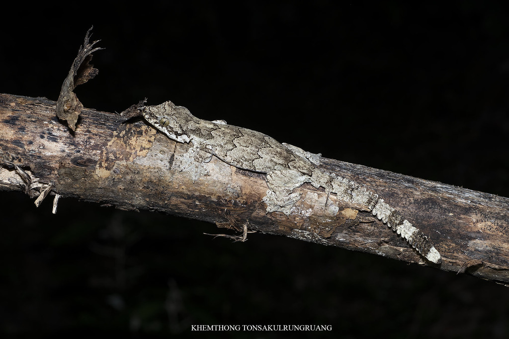 Cambodian Flying Gecko