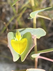Rafnia acuminata