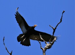 Cathartes melambrotus