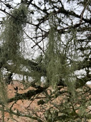 Usnea articulata