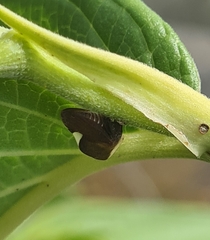 Membracidae