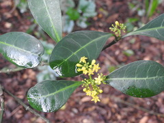 Psychotria capensis