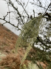 Usnea articulata