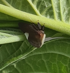 Membracidae