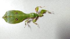 Pulchriphyllium bioculatum