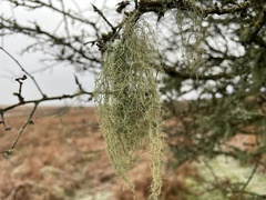 Usnea articulata