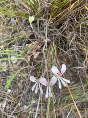Pelargonium pinnatum