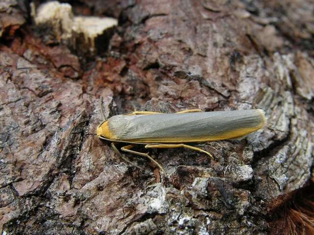 Eilema sp (Lepidoptera (butterflies and moths) of the British Indian ...