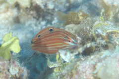 Halichoeres biocellatus