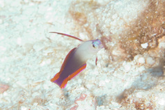 Nemateleotris decora