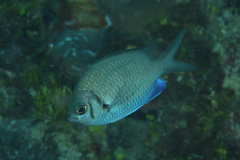 Chromis alpha