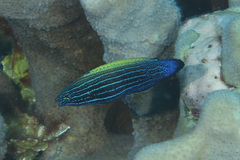 Labropsis xanthonota