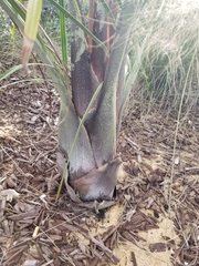 Dypsis decaryi