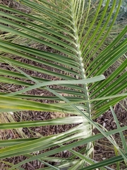 Dypsis decaryi