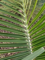 Dypsis decaryi