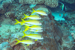 Mulloidichthys vanicolensis